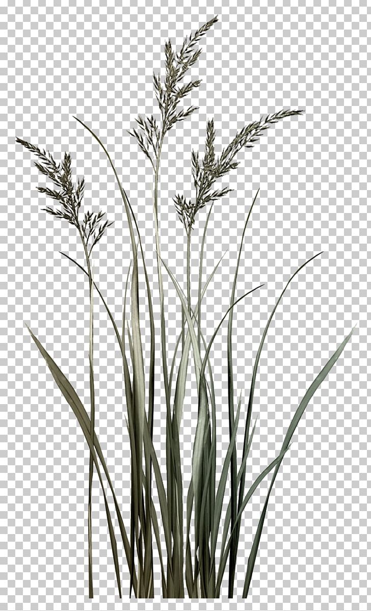 Sweet Grass Twig Grasses Plant Stem Phragmites PNG, Clipart, Black And White, Branch, Building, Commodity, Flora Free PNG Download