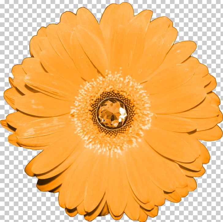 Transvaal Daisy Drawing Flower PNG, Clipart, Animaatio, Animated Cartoon, Animated Film, Art, Calendula Free PNG Download