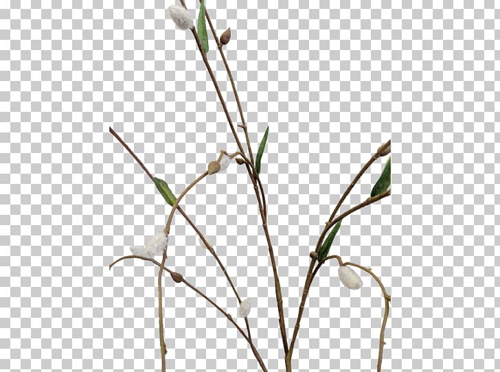 Twig Grasses Cut Flowers Plant Stem Bud PNG, Clipart, Branch, Bud, Cut Flowers, Family, Flora Free PNG Download