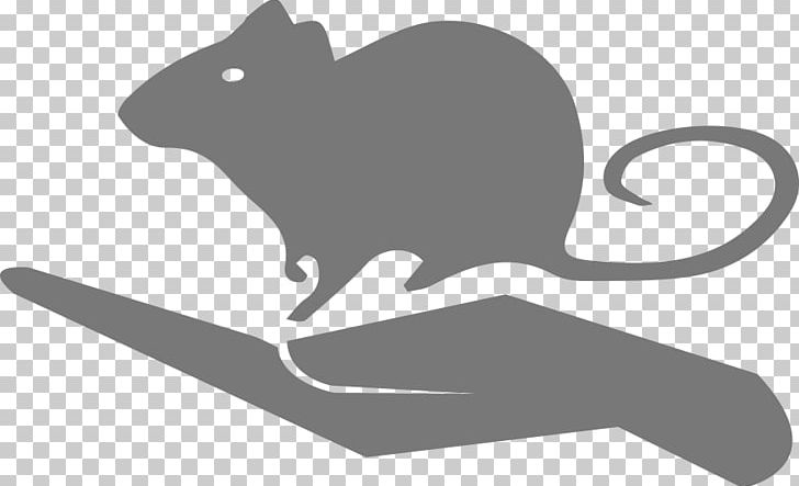 Whiskers Rat Mouse Cat Scientist PNG, Clipart, Animals, Animal Science, Athens, Beaver, Black Free PNG Download