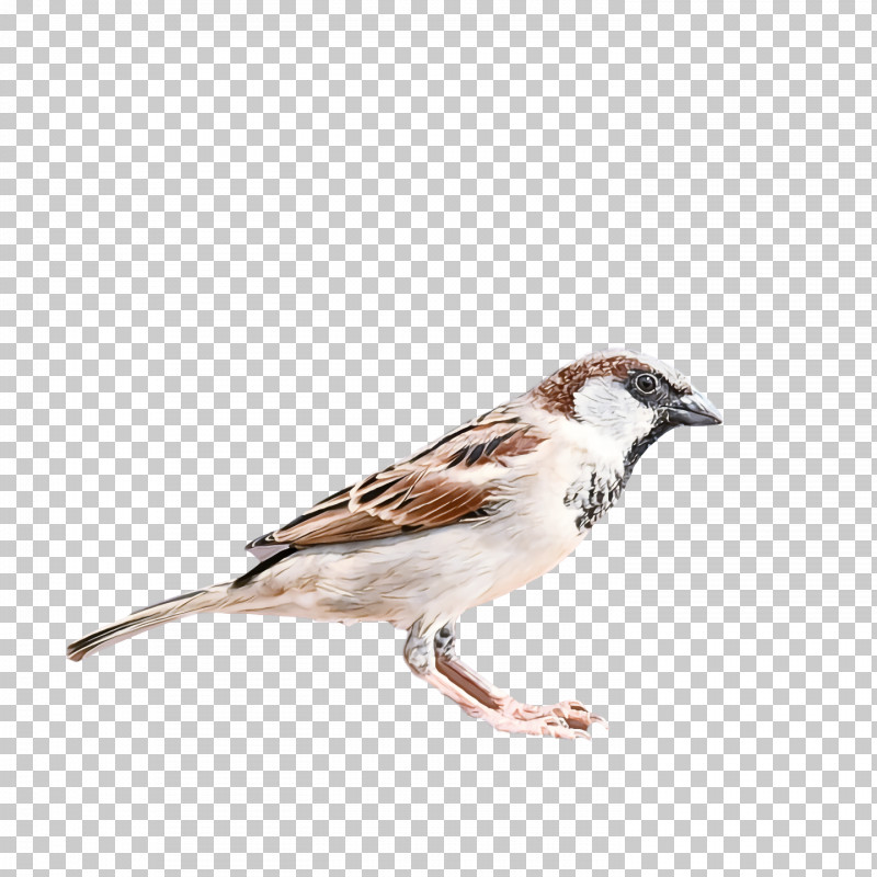 Bird PNG, Clipart, Beak, Bird, Brambling, Finch, House Sparrow Free PNG Download