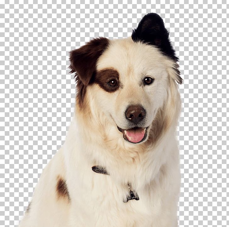 Dog Breed El Lenguaje De Los Perros/ The Language Of Dogs Dog With A Blog Bloodhound Border Collie PNG, Clipart, Animals, Bloodhound, Border Collie, Breed, Breed Group Dog Free PNG Download