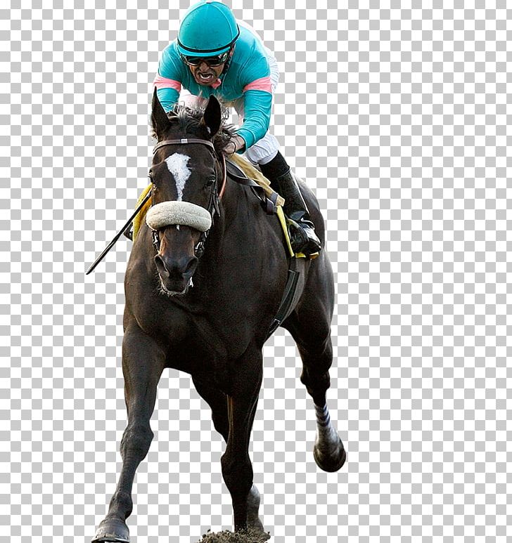 Horse Racing Thoroughbred Jockey Breeders' Cup Classic PNG, Clipart,  Free PNG Download