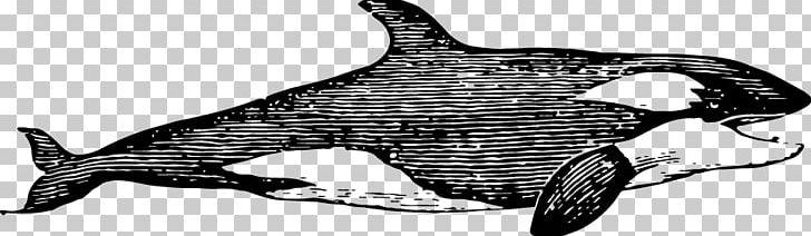 Dolphin Shark PNG, Clipart, Animal, Animals, Arrow Sketch, Beluga Whale, Black Free PNG Download
