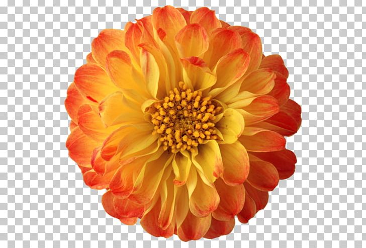 Portable Network Graphics Flower PNG, Clipart, Bmp File Format, Chrysanths, Cut Flowers, Dahlia, Daisy Family Free PNG Download