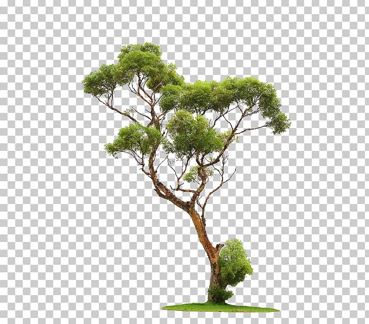 Tree PNG, Clipart, Agac, Architectural Rendering, Arka, Arka Plan, Branch Free PNG Download