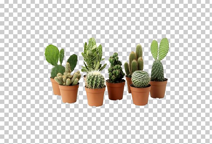 Ficus Microcarpa Cactaceae Houseplant Flowerpot PNG, Clipart, Artificial Flower, Arumlily, Cactaceae, Cactus, Clipart Free PNG Download