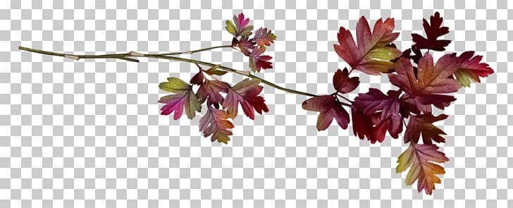 Leaf Tree PNG, Clipart, Art, Blog, Blossom, Branch, Cherry Blossom Free PNG Download