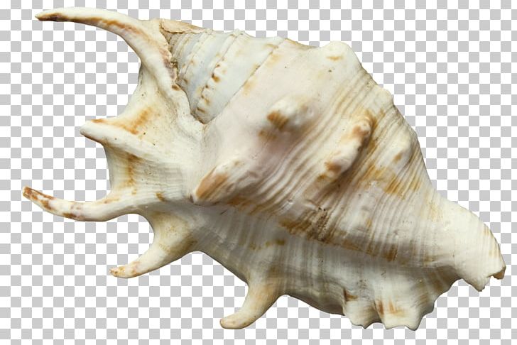 Seashell Conch PNG, Clipart, Background White, Black White, Clip Art, Conch, Decoration Free PNG Download