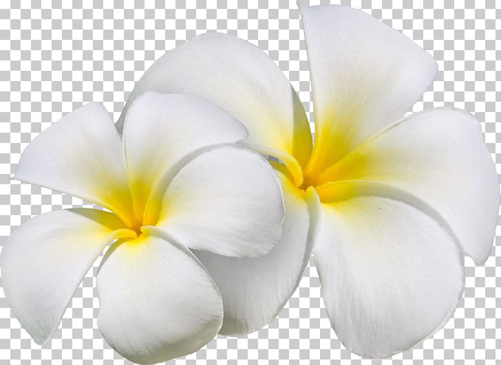 Flower Art Petal PNG, Clipart, Art, Art Blog, Blog, Clip Art, Cut Flowers Free PNG Download