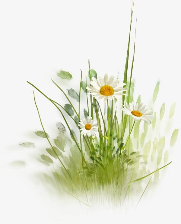 Flowers PNG, Clipart, Flowers, Flowers Clipart, Grass, Lace, Rural Free PNG Download