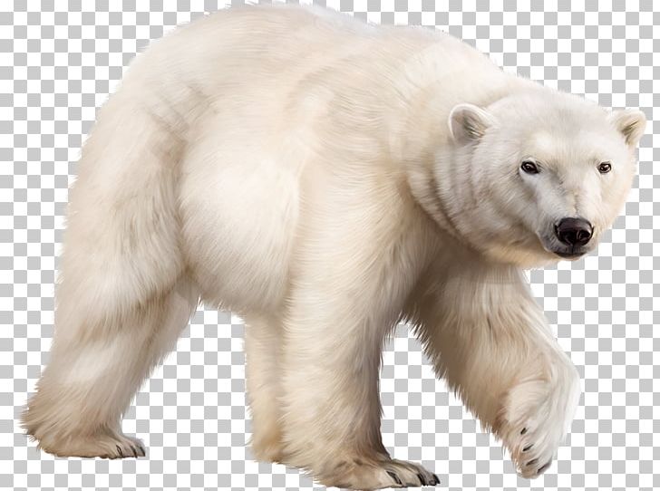 Polar Bear Ligue De L'enseignement Mathematics Ursa Major PNG, Clipart,  Free PNG Download