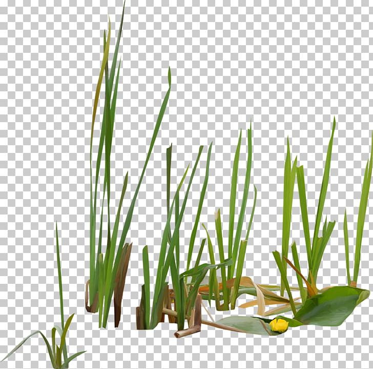 Typha Orientalis Vodyanoy Scirpus Swamp Reed PNG, Clipart, Aquatic Plants, Chrysopogon Zizanioides, Commodity, Common Reed, Grass Free PNG Download