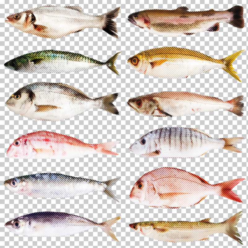 Fish Fish Fish Products Tilapia Seafood PNG, Clipart, Bonyfish, Fish, Fish Products, Oily Fish, Seafood Free PNG Download