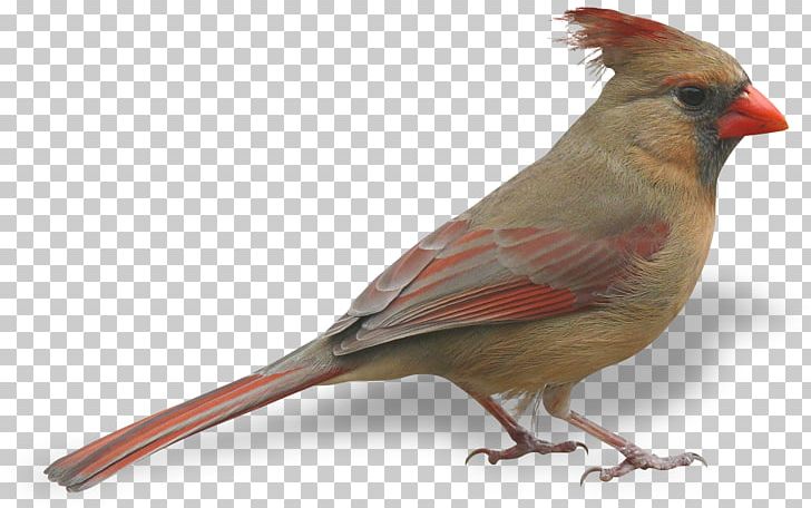 Bird Feather PNG, Clipart, Animals, Bird, Cardinal, Download, Emberizidae Free PNG Download