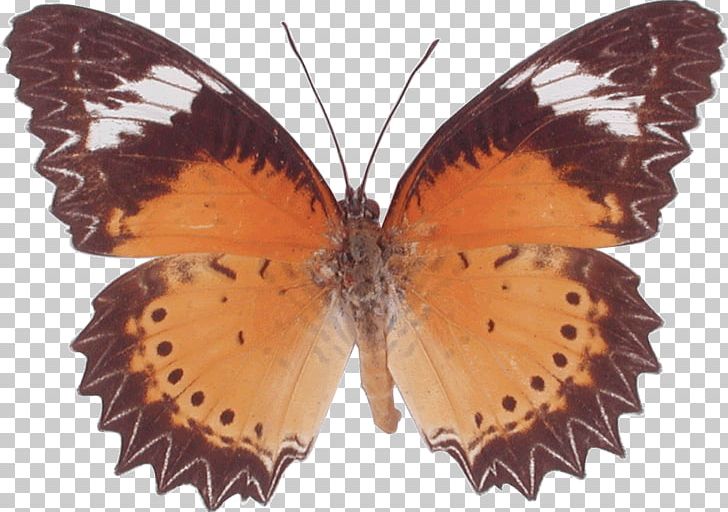 Butterfly Cethosia Cyane Stock Photography PNG, Clipart, Arthropod, Blue, Brush Footed Butterfly, Butterflies And Moths, Butterfly Free PNG Download