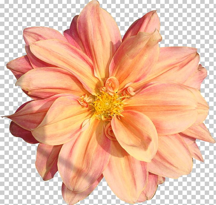 Flower Rose PNG, Clipart, Annual Plant, Color, Cut Flowers, Dahlia, Daisy Family Free PNG Download