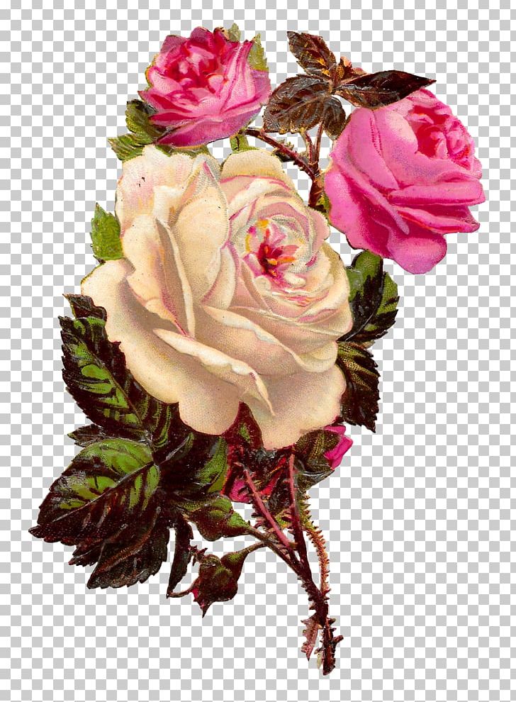 Garden Roses Cabbage Rose Floribunda Cut Flowers PNG, Clipart, Artificial Flower, Chic, Cut Flowers, Digital, Floral Design Free PNG Download