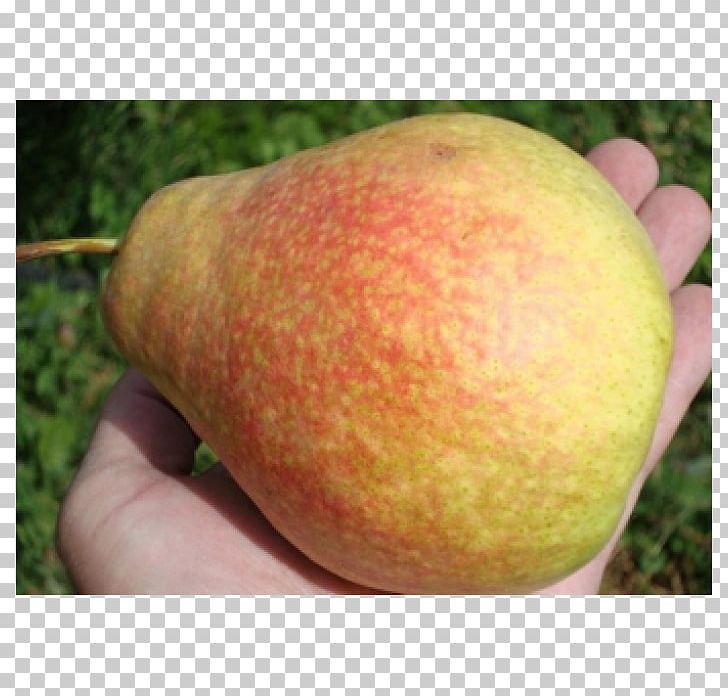 Local Food Apple Pear Peach PNG, Clipart, Apple, Food, Fruit, Fruit Nut, Local Food Free PNG Download