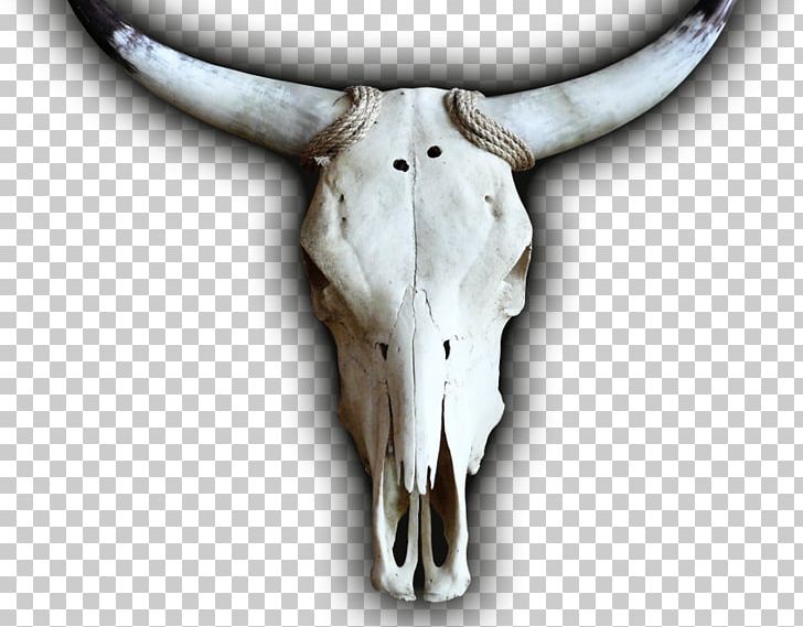 Cattle Skull Jeffrey Horn PNG, Clipart, Antler, Bone, Cattle, Cattle Like Mammal, Cow Goat Family Free PNG Download