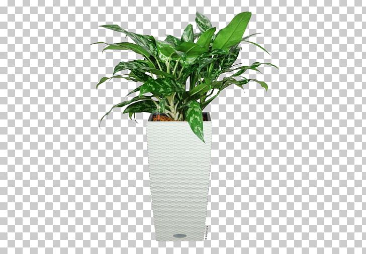Chinese Evergreen Leaf Ornamental Plant Flowerpot Houseplant PNG, Clipart, Air, Beauty, Cannabinoid Receptor Type 1, Chinese Evergreen, Dog Free PNG Download