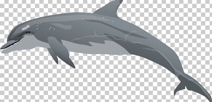 Common Bottlenose Dolphin Drawing PNG, Clipart, Bottlenose Dolphin, Common, Cuteness, Fauna, Fin Free PNG Download