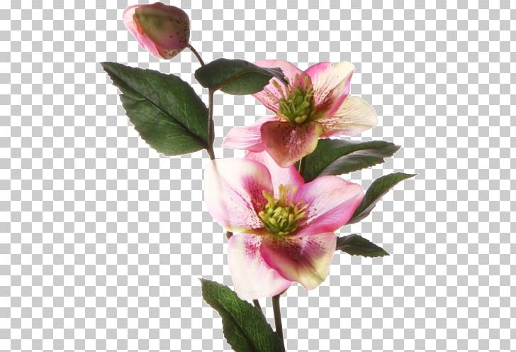 Cut Flowers Blume Lilium Petal PNG, Clipart, Animation, Blossom, Blume, Cut Flowers, Flower Free PNG Download