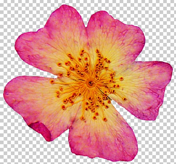 Pressed Flower Craft Petal Art Rose PNG, Clipart, Alstroemeriaceae, Annual Plant, April 23, Art, Deviantart Free PNG Download