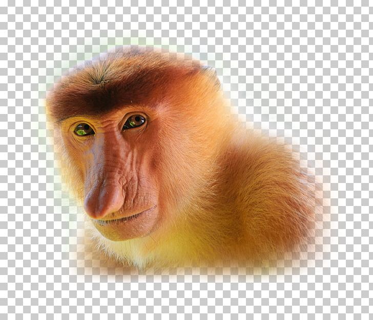 Proboscis Monkey Javan Surili Javan Lutung PNG, Clipart, Animals, Blackshanked Douc, Closeup, Fauna, Gray Langur Free PNG Download
