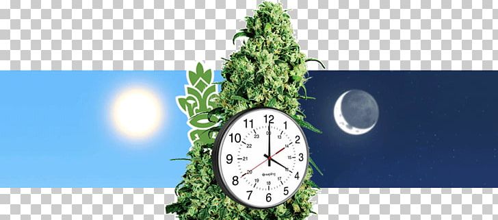 Skunk Cannabis Sativa Cannabis Ruderalis Tetrahydrocannabinol PNG, Clipart, Autoflowering Cannabis, Brand, Breed, Cannabidiol, Cannabis Free PNG Download