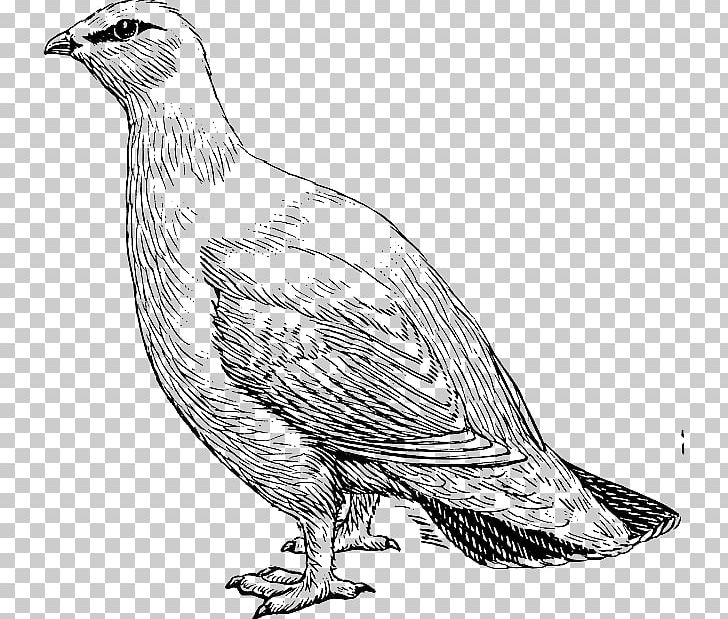 Bird Willow Ptarmigan Rock Ptarmigan Drawing PNG, Clipart, Animals, Art, Beak, Bird, Black And White Free PNG Download