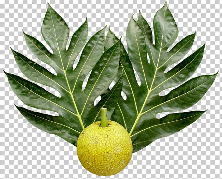 Breadfruit National Tropical Botanical Garden Leaf Food PNG, Clipart, Auglis, Branch, Breadfruit, Carambola, Citrus Free PNG Download