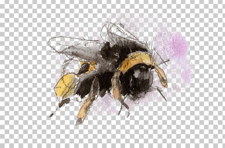 Honey Bee Bumblebee Insect Nature PNG, Clipart, Animal, Animals, Arthropod, Bee, Bombus Terrestris Free PNG Download