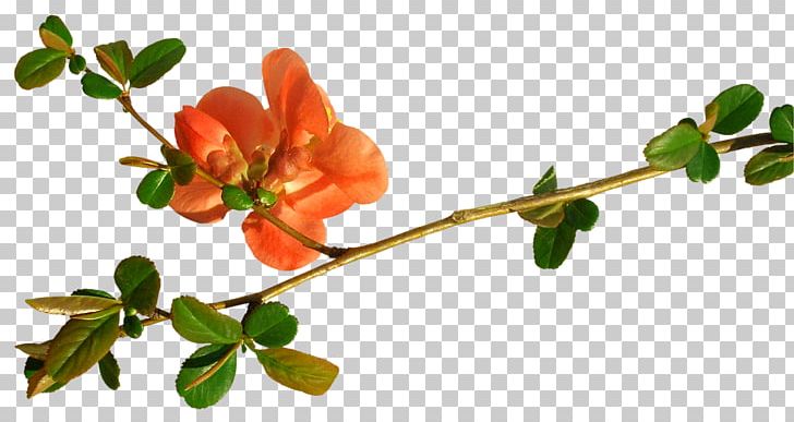 Rose Hip Pregnancy Abdomen Branching Week PNG, Clipart, Abstract, Abstract Flowers Picture Material, Art, Beautiful, Bouquet Free PNG Download