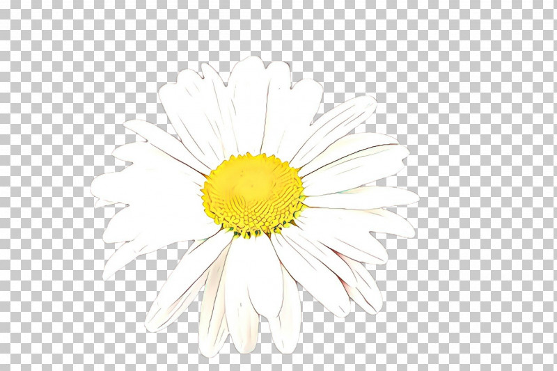 Daisy PNG, Clipart, Camomile, Chamomile, Daisy, Flower, Gerbera Free PNG Download