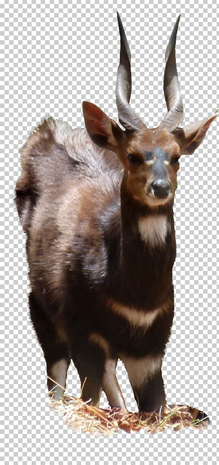 Moose Goat Fauna Wildlife Jeffrey Horn PNG, Clipart, Animals, Bock, Deer, Fauna, Fur Free PNG Download