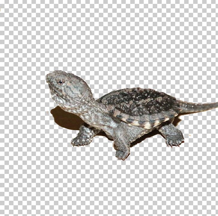 Alligator Snapping Turtle Crocodiles Alligator Snapping Turtle Chinese Pond Turtle PNG, Clipart, Alligator, Alligator Snapping Turtle, American, Animals, Chinese Free PNG Download