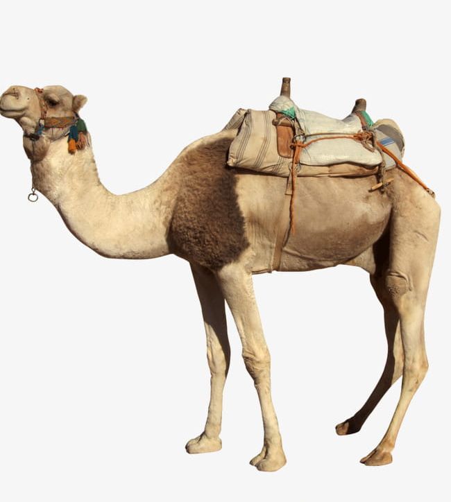 Desert Camel PNG, Clipart, Animal, Biological, Camel, Camel Clipart, Desert Free PNG Download