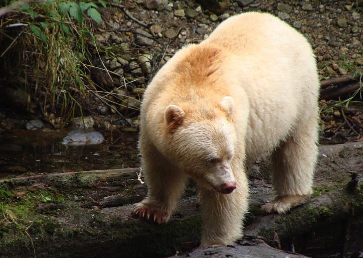 Great Bear Rainforest Kermode Bear Polar Bear Coyote PNG, Clipart, American Black Bear, Animal, Animals, Asian Black Bear, Bear Free PNG Download