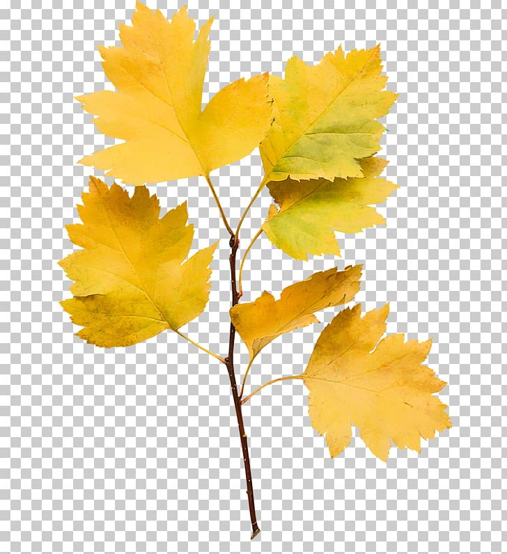 Maple Leaf Twig Plant Stem Petal PNG, Clipart, Autumn, Branch, Feuille, Flower, Flowering Plant Free PNG Download