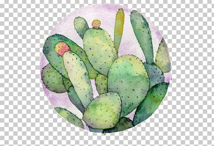 Watercolor: Flowers Watercolor Painting Drawing Cactaceae PNG, Clipart, Adobe Icons Vector, Art, Barbary Fig, Botanical Illustration, Cactaceae Free PNG Download