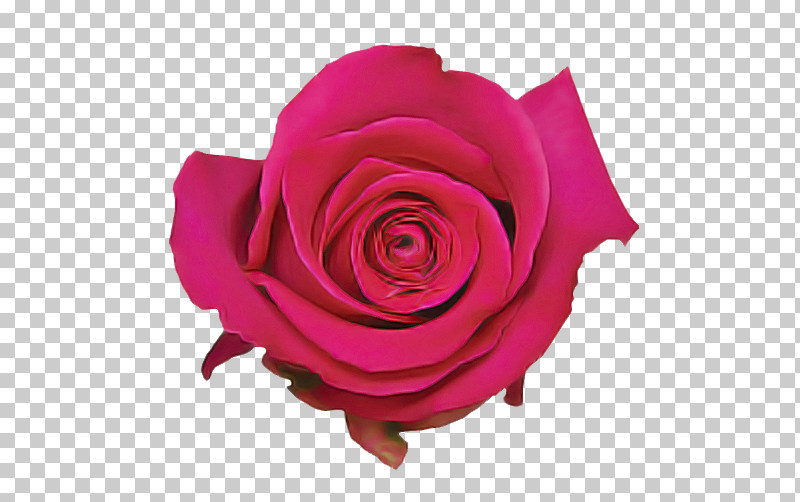 Garden Roses PNG, Clipart, Blossom, Cabbage Rose, Cut Flowers, Floral Design, Floribunda Free PNG Download