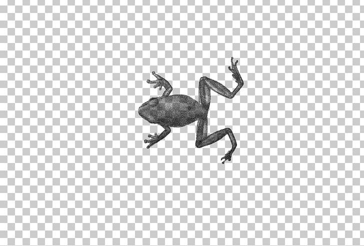 Frog Amphibian Toad PNG, Clipart, Amphibian, Animal, Animals, Black And White, Cute Frog Free PNG Download