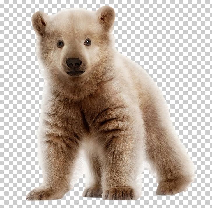 Polar Bear Brown Bear Pizzly Grizzly Bear PNG, Clipart, Animal, Arctic, Baby Polar Bear, Bear, Brown Bear Free PNG Download