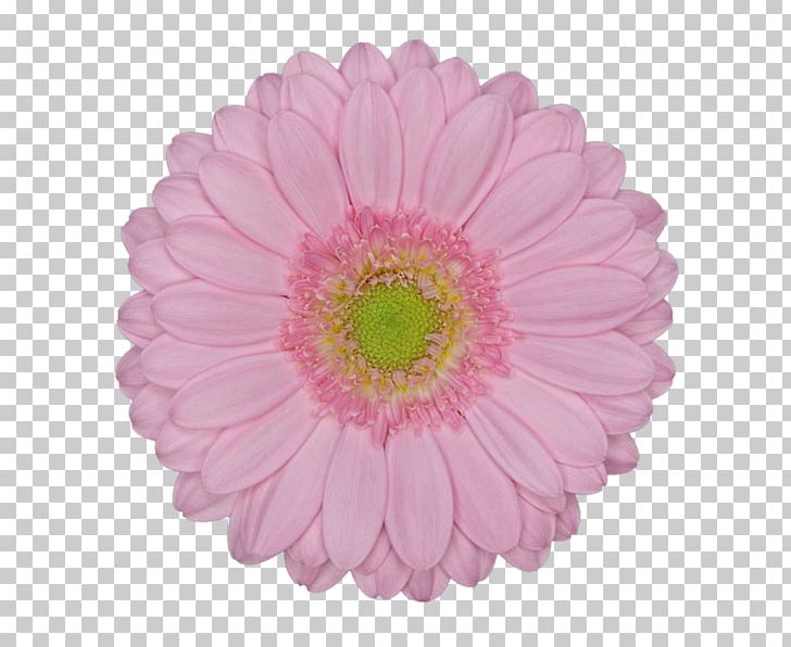 Consignment Transvaal Daisy Paper Sales PNG, Clipart, Annual Plant, Aster, Ballerina, Bros, Child Free PNG Download