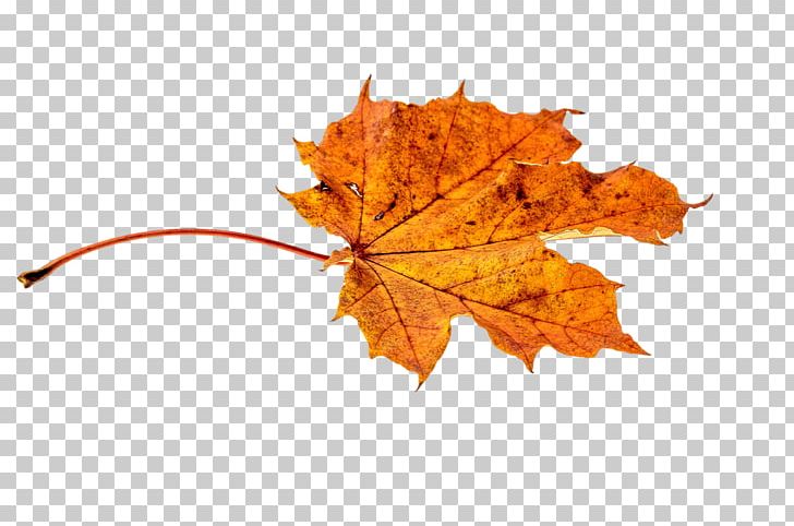 Autumn Leaf Color Orange PNG, Clipart, Autumn, Autumn Leaf Color, Color, Green, Leaf Free PNG Download