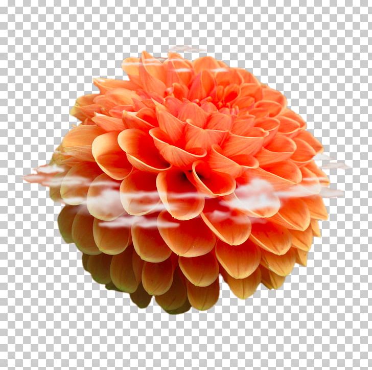 Beach Rose Flower Android Stock.xchng PNG, Clipart, Clips, Dahlia, Decorative, Flower Garden, Flowers Free PNG Download
