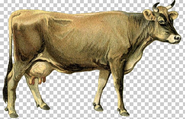 Dairy Cattle Calf Ox Goat PNG, Clipart, Animal, Animals, Bull, Calf, Cattle Free PNG Download