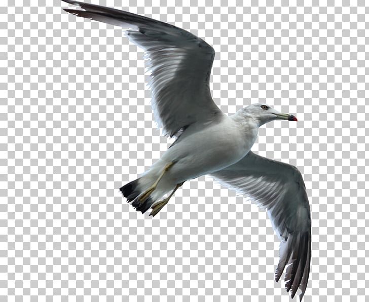 Gulls Bird Flight European Herring Gull Water Bird PNG, Clipart, Albatross, Animal, Beak, Bird, Bird Flight Free PNG Download