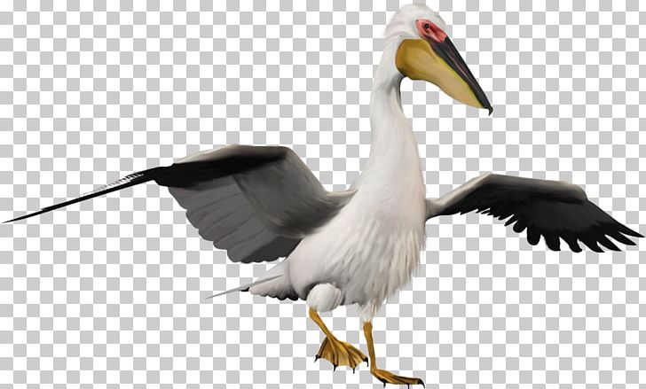 Pelican PNG, Clipart, Pelican Free PNG Download